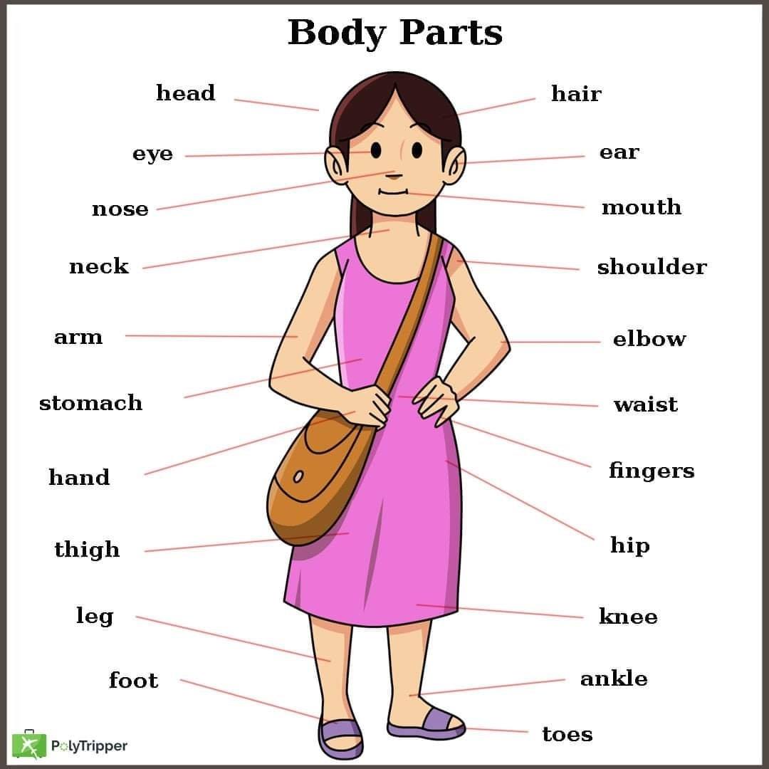 Human Body Parts In English Daily English Learning Facebook