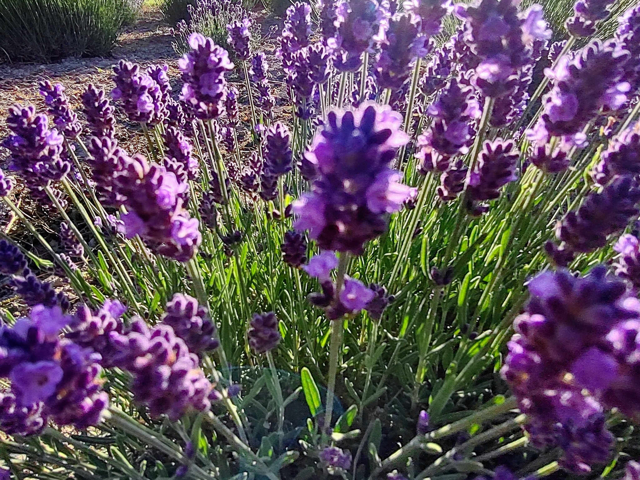 What a difference a day makes ...... - Lavender Del Sol | Facebook