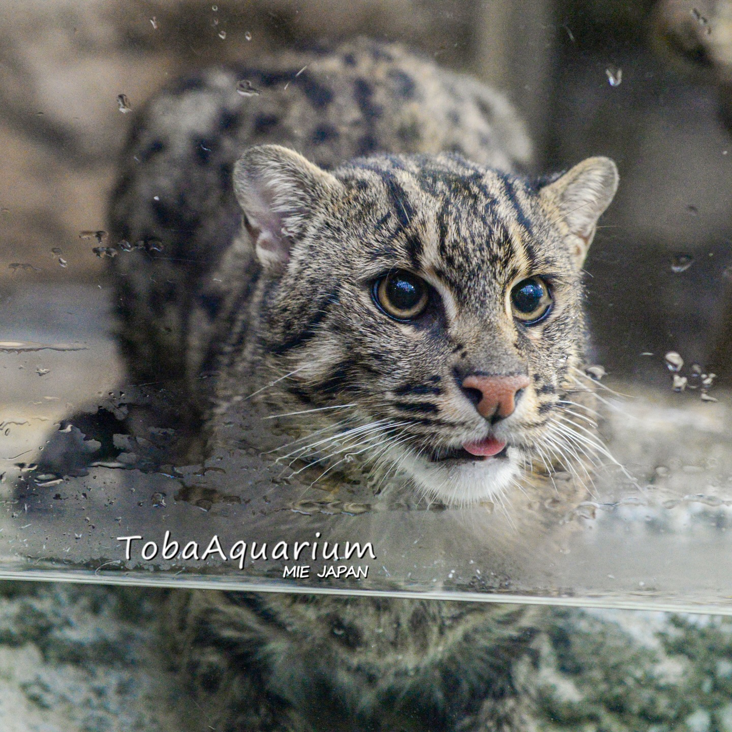 ぐでねこ『3月☆ミニ水族館』 アクセサリー ぐでねこ『3月☆ミニ水族館』