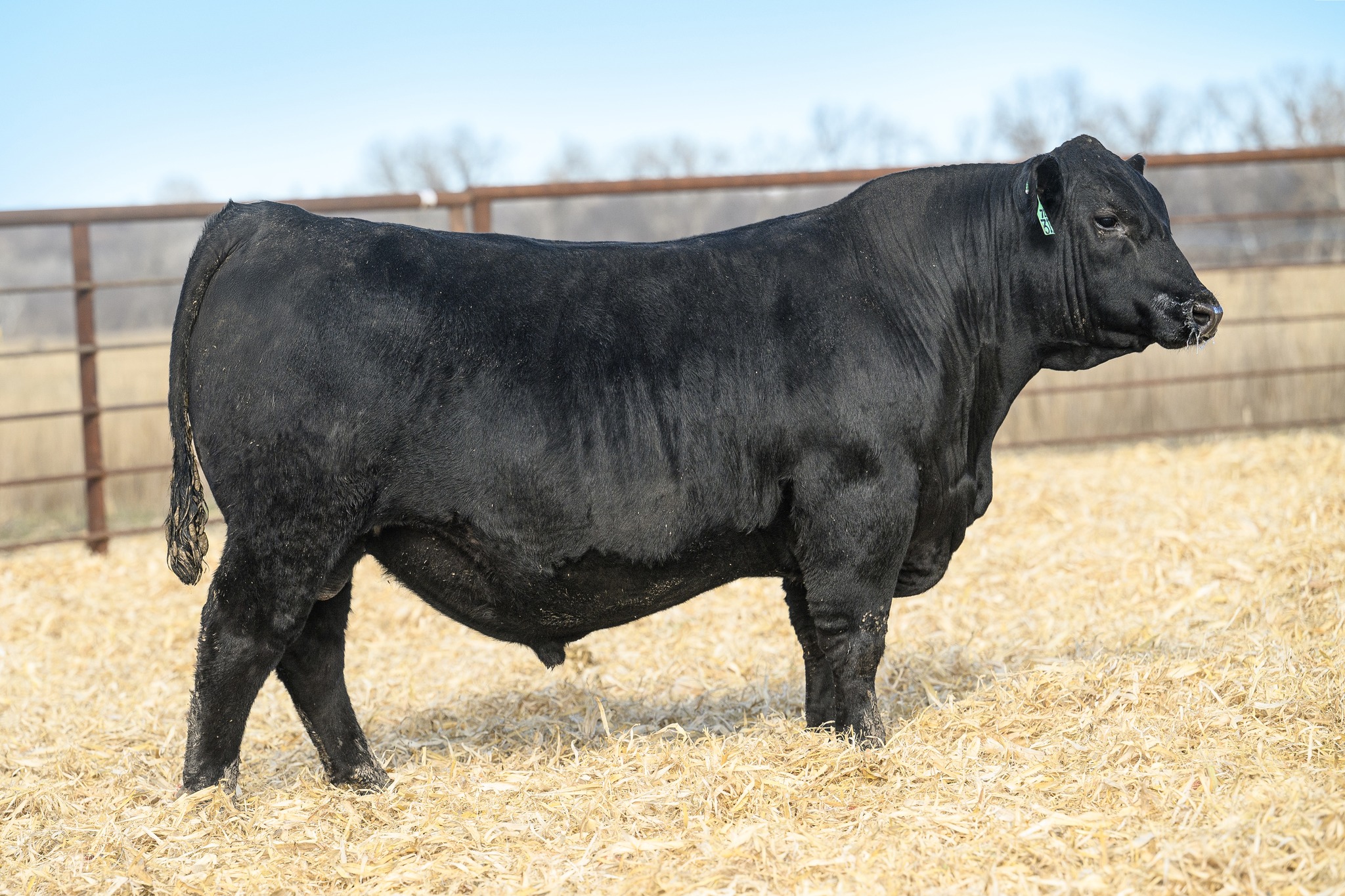 River Creek Farms - Simmental & SimAngus Bulls | Manhattan KS