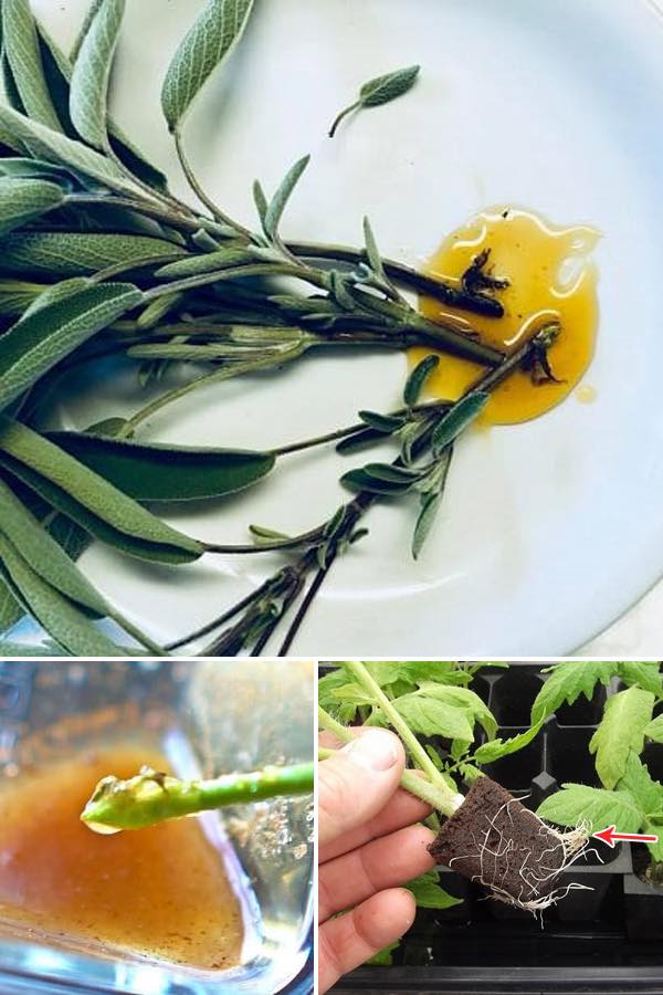 9 DIY Rooting Hormones to Grow Any... - Balcony Garden Web | Facebook