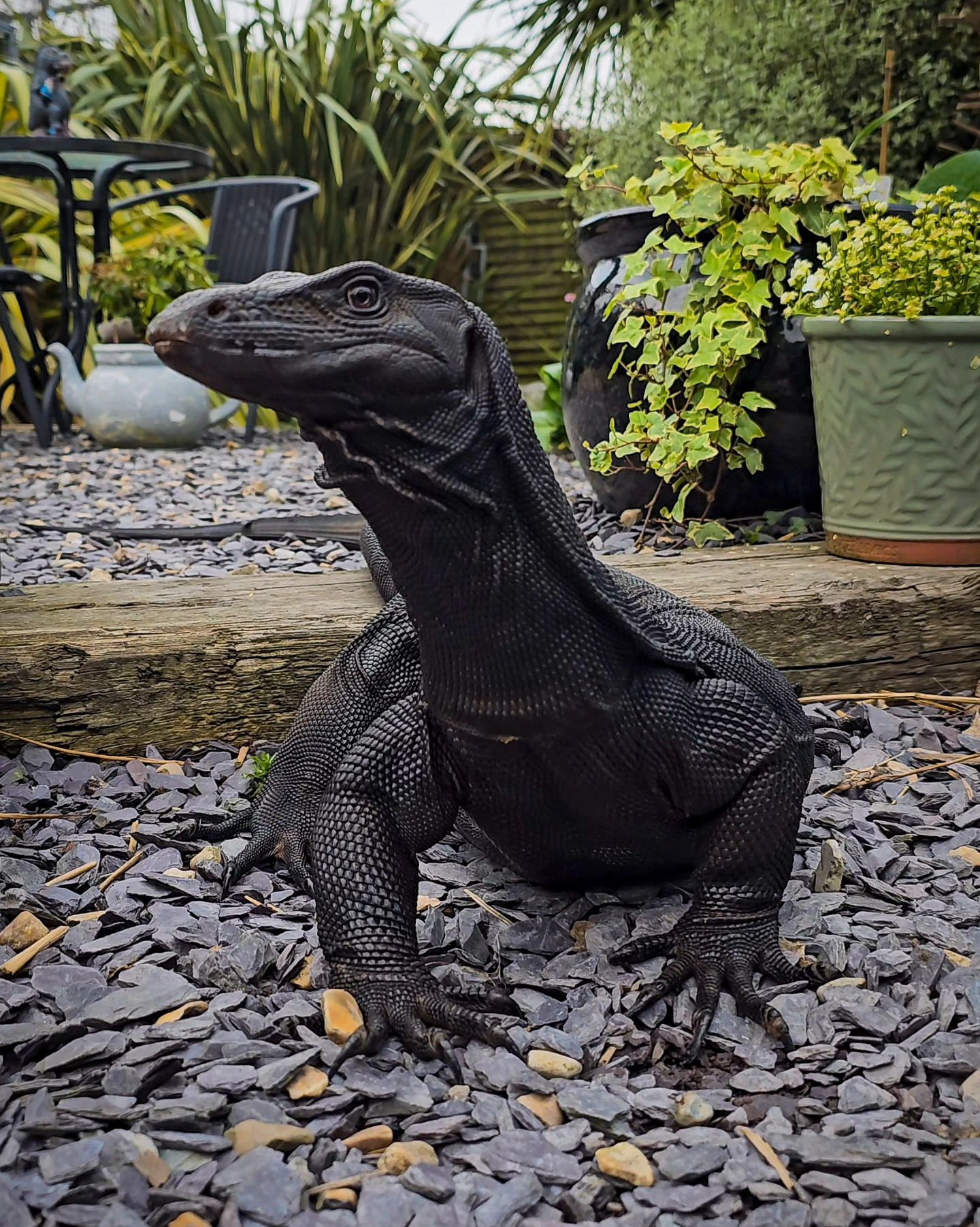 There's just something about a black dragon! 🖤🔥 Melanistic water