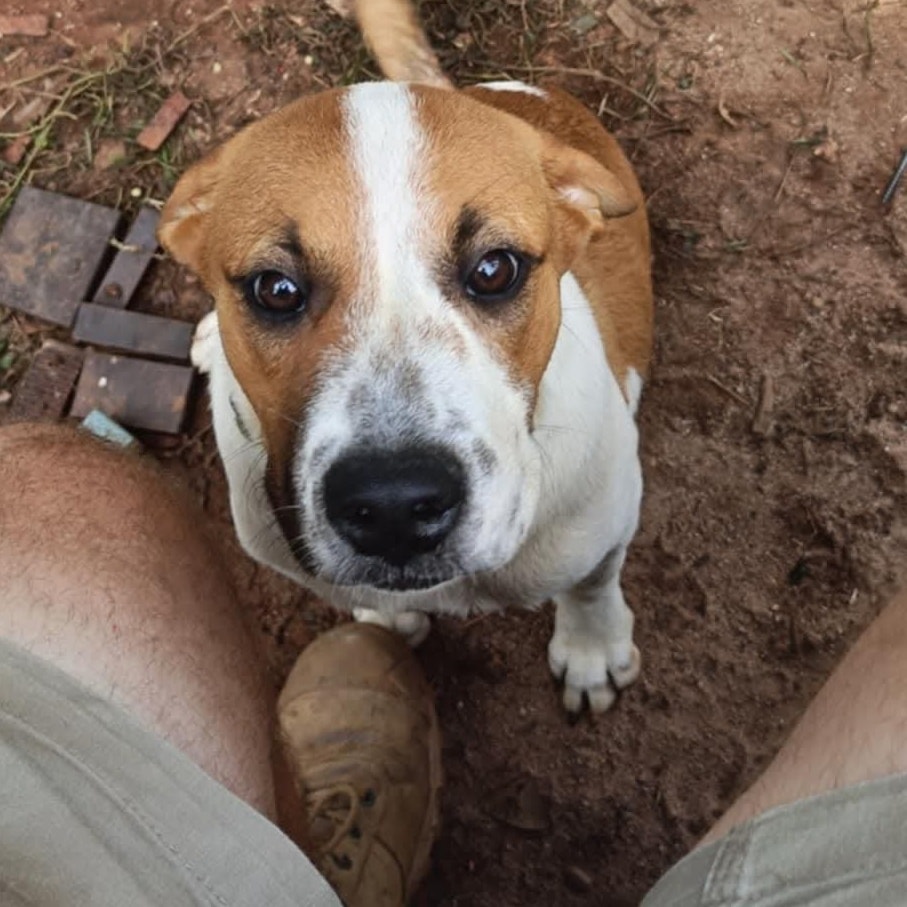 Meet Missy – your future... - North Qld Animal Rescue Inc. | Facebook
