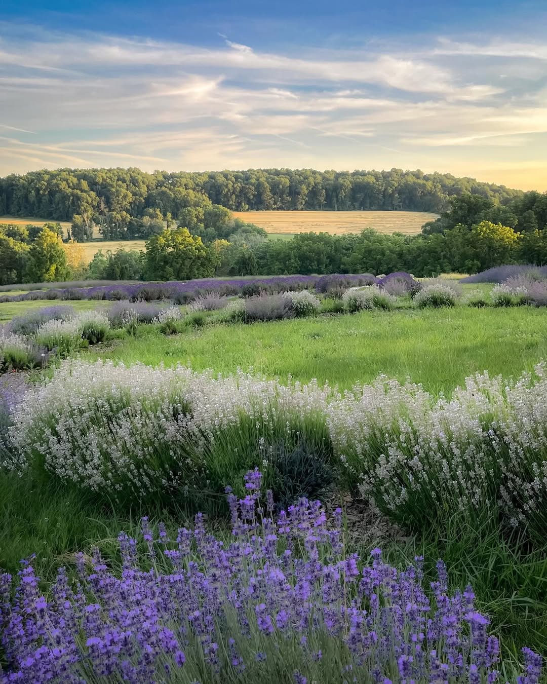visitPA - T-5 days until spring, and PA is ready to bloom 🪻 📷 ...