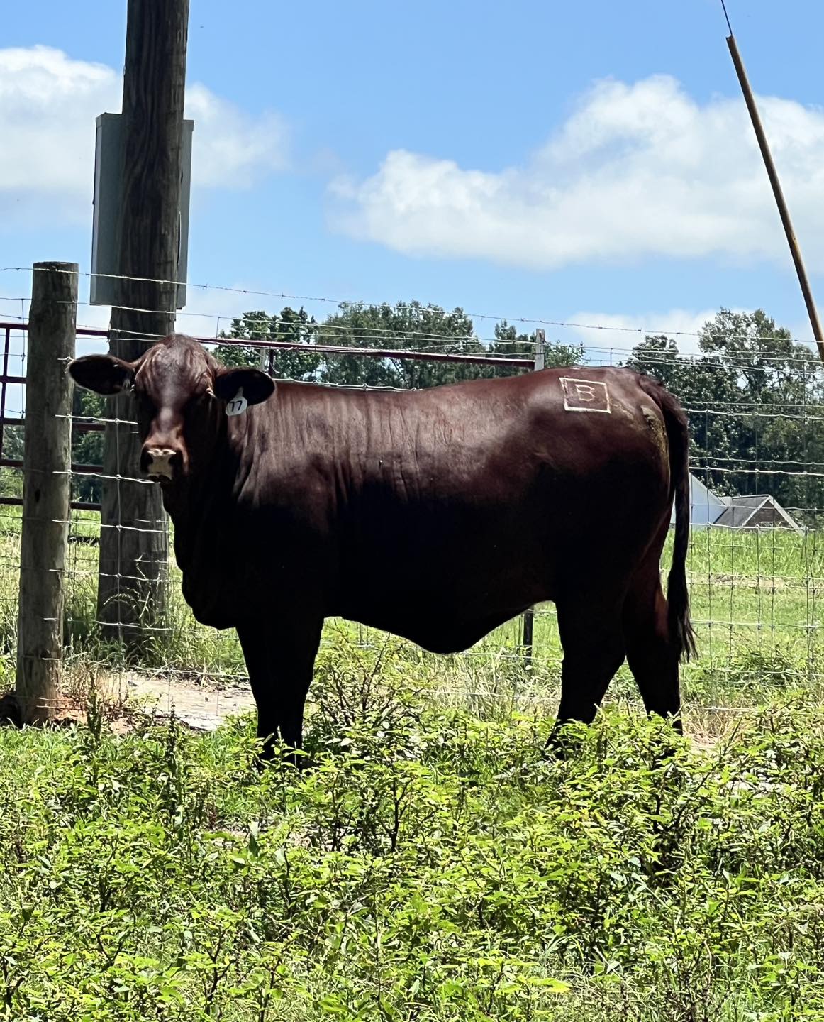 B Square Ranch | Timpson TX