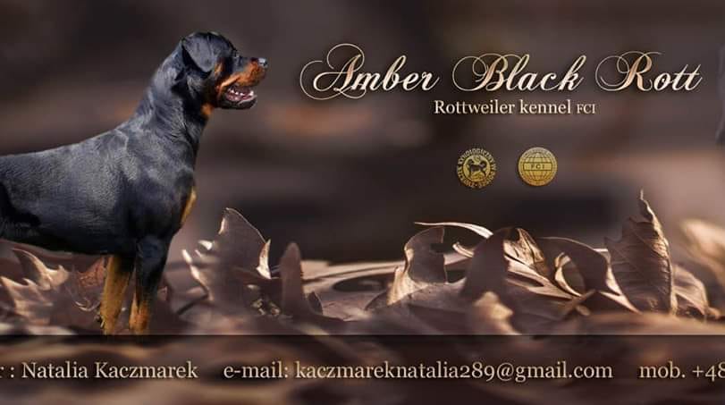 Amber Black Rott