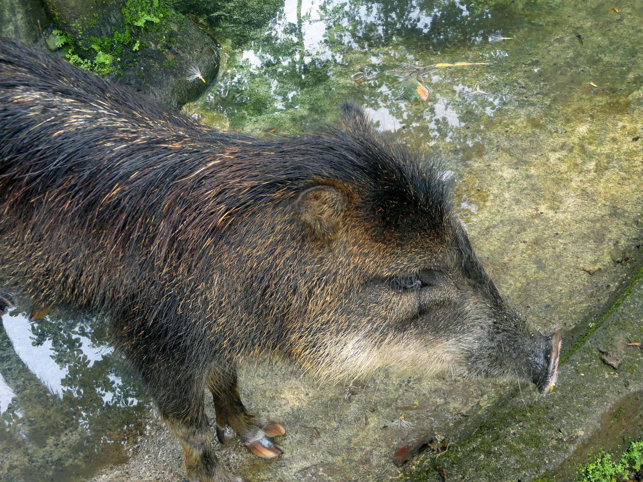 Proyecto - Meet the collared peccary (Pecari tajacu)—a tough, social ...