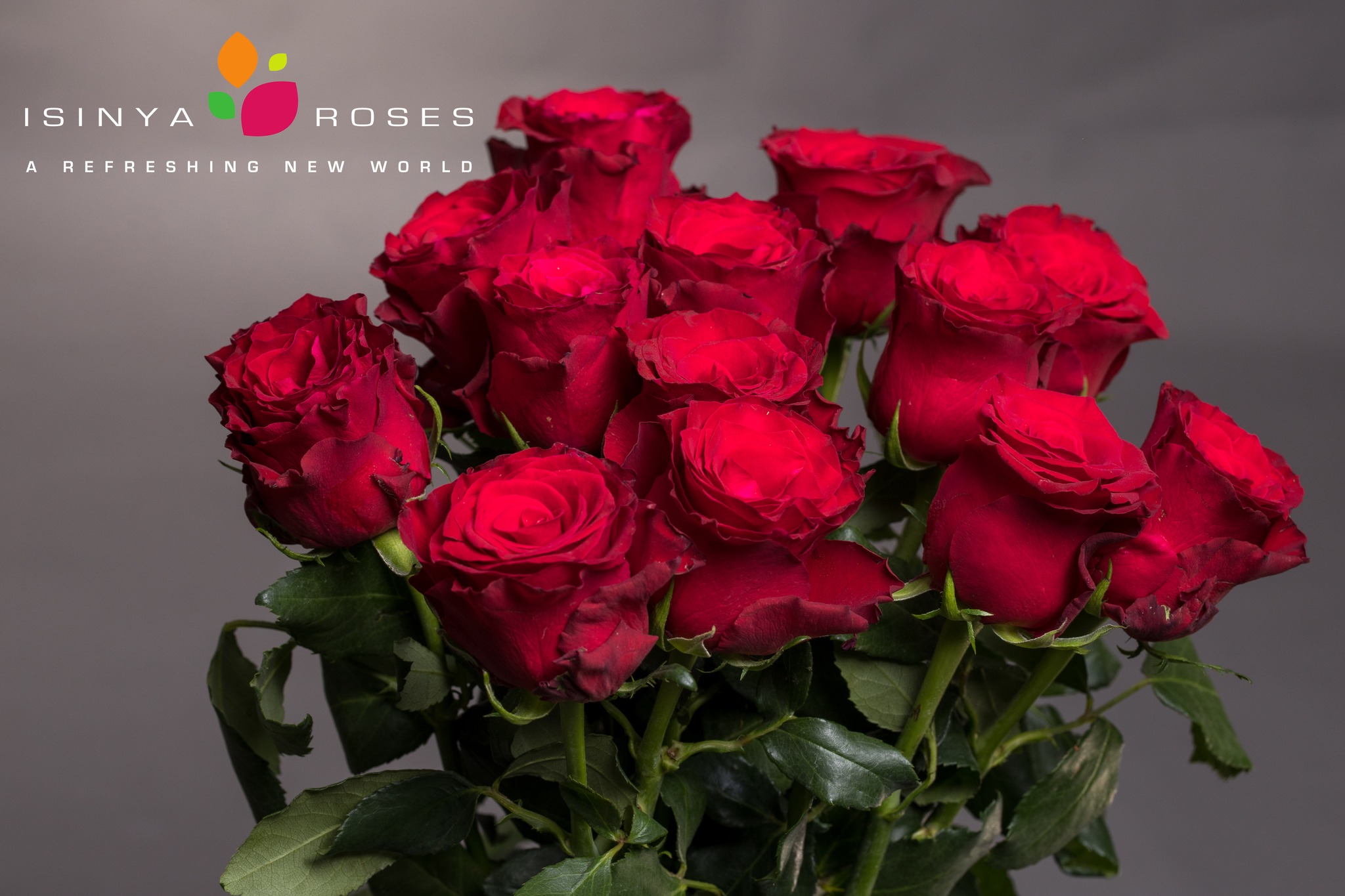 Isinya Roses - Name: Rhodos Type: Standard Rose Length:... | Facebook