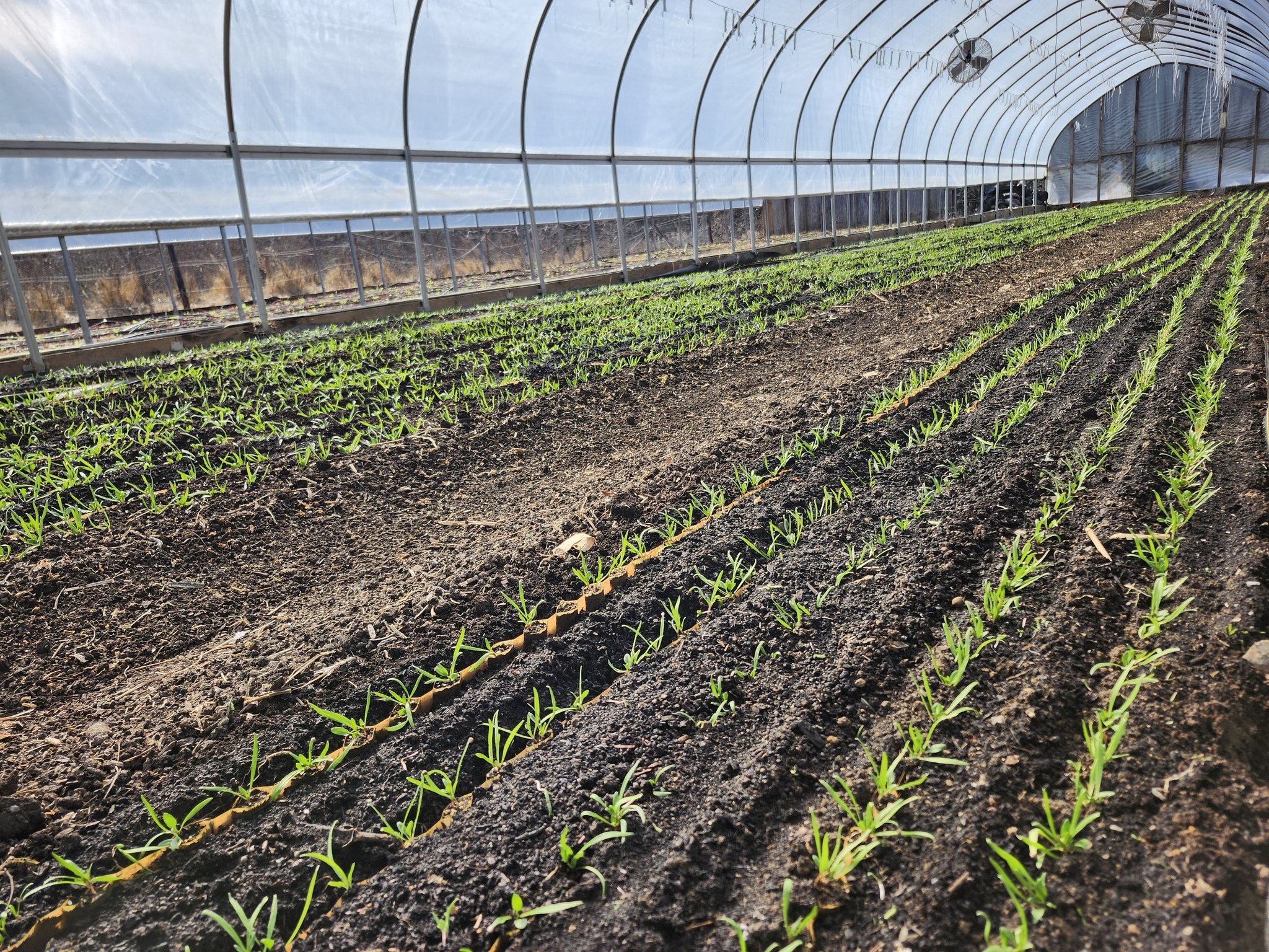 Strong Roots Organic Farm | Woodward PA