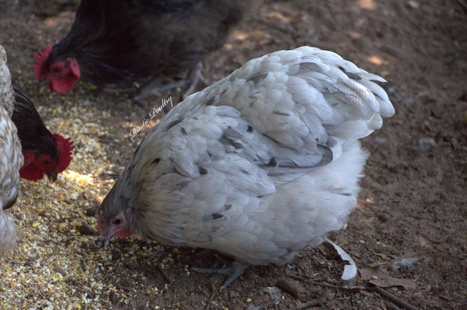 Rustic Poultry