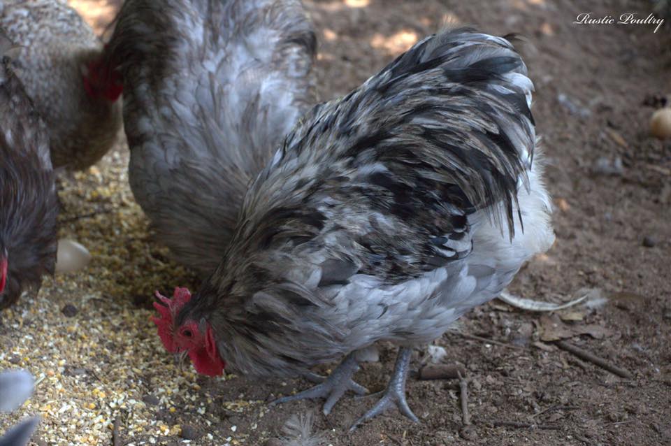 Rustic Poultry