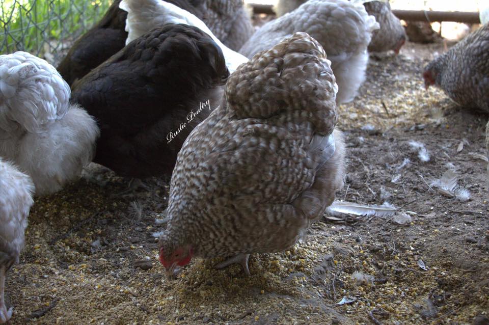 Rustic Poultry