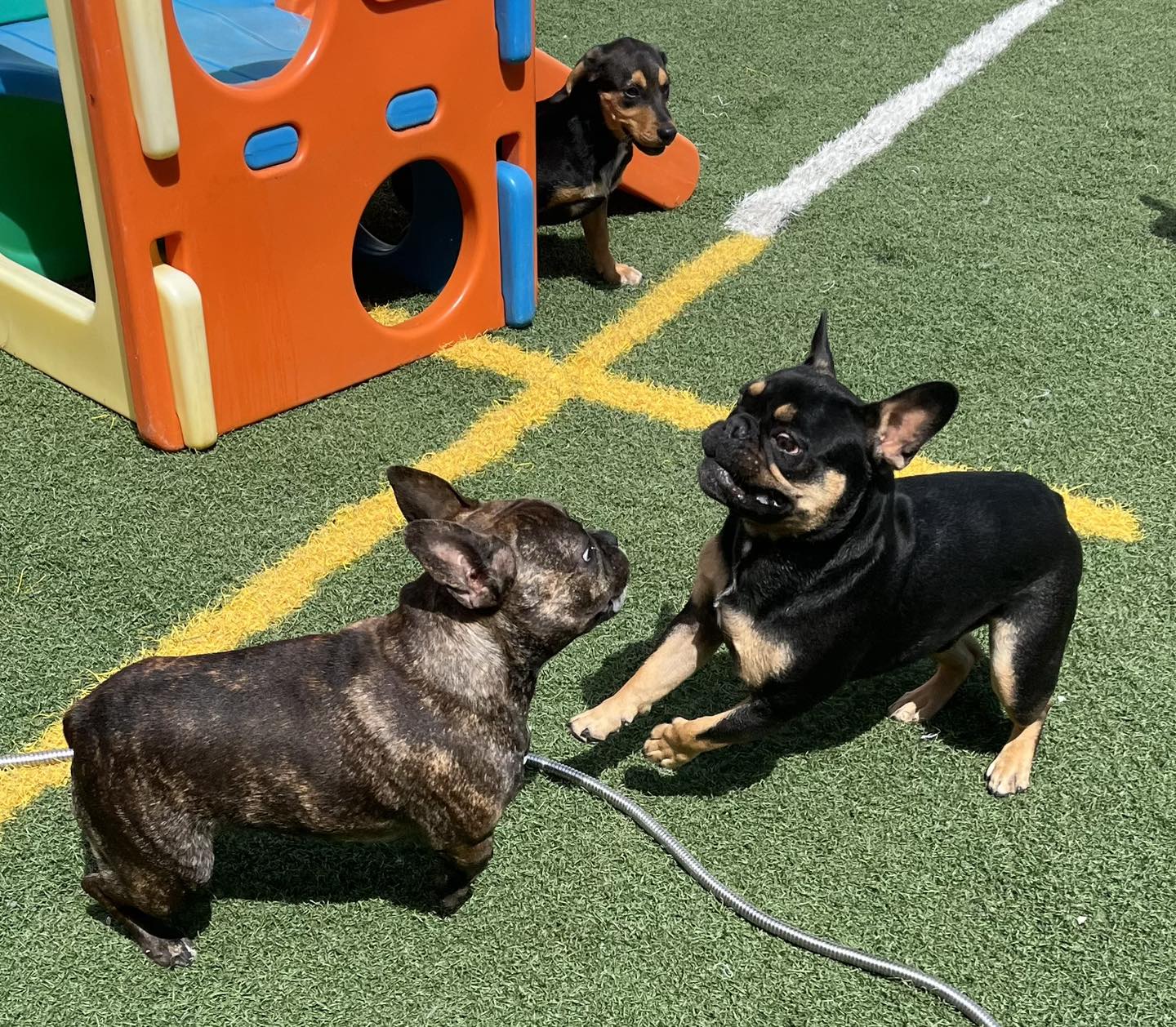 Double J Doggie Play N Stay - Greenville | Greenville IL