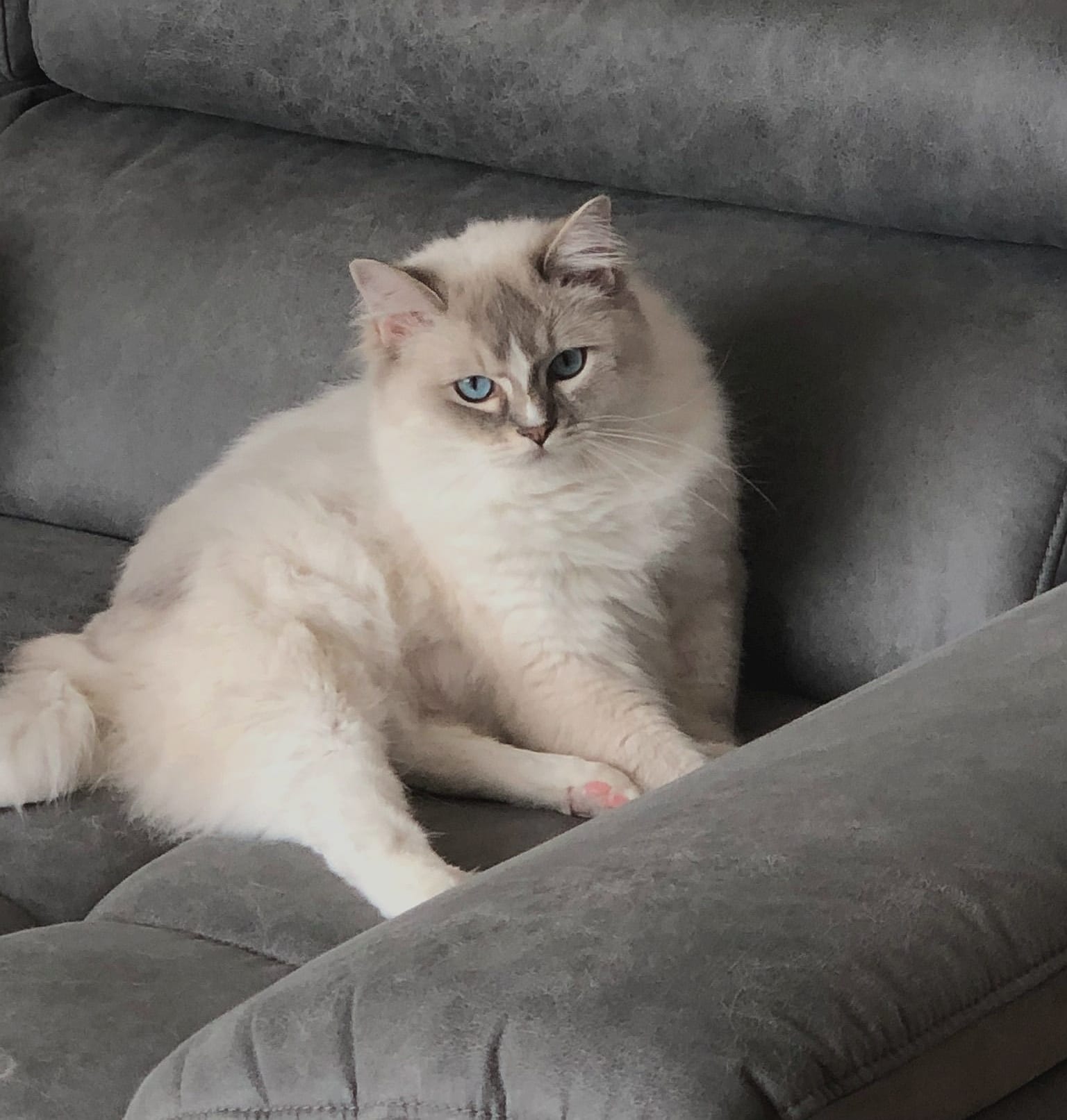 Little Magic Ragdolls