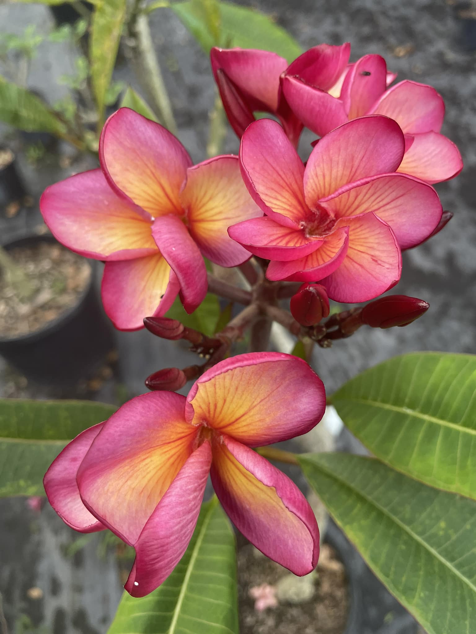 Purple Jade Dragon plumeria plant