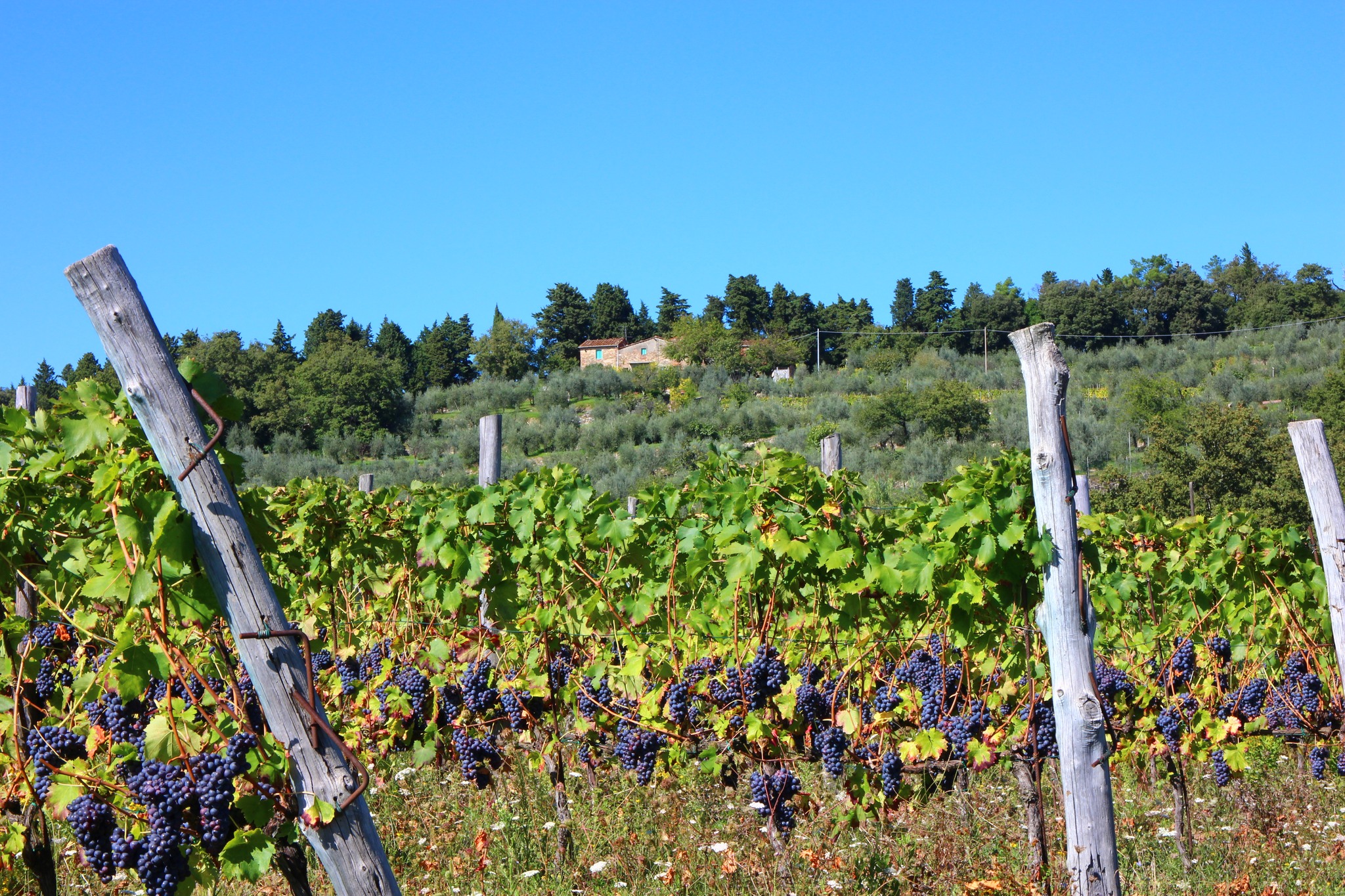 Azienda Agricola Colzi... - Azienda Agricola Colzi Paolo