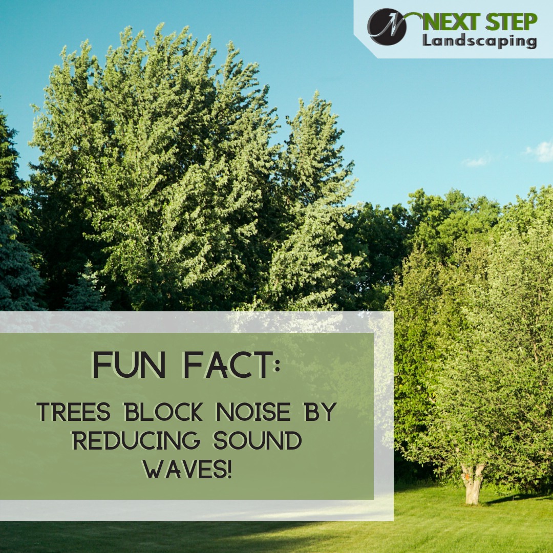Fun Fact: Did you know that trees... - Next Step Landscaping | Facebook
