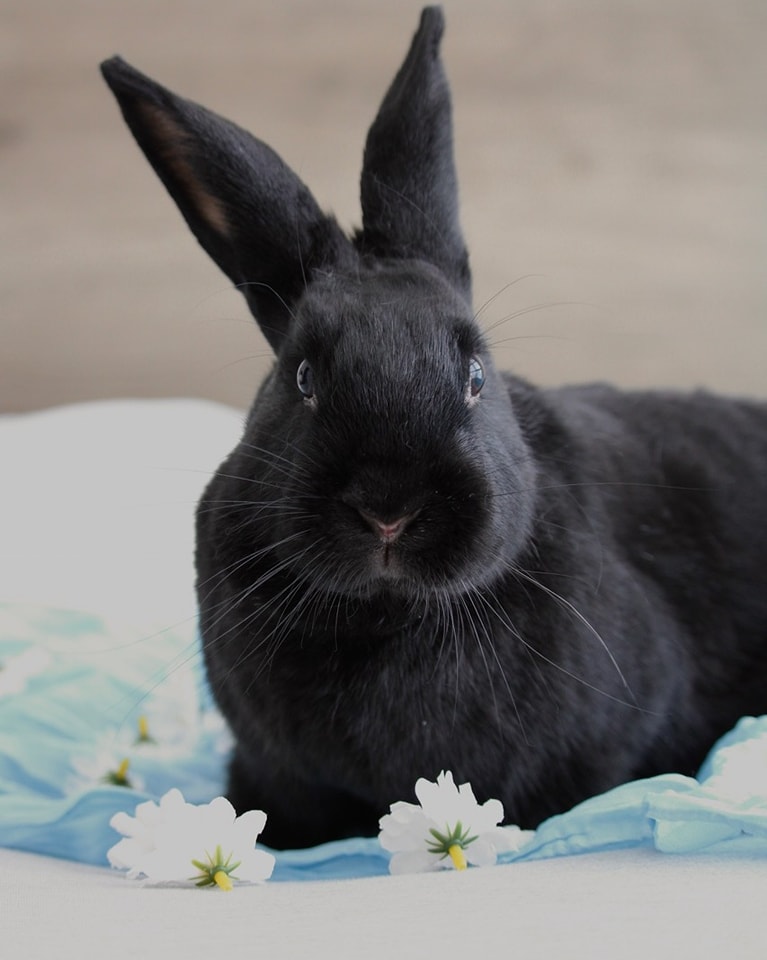 East Bay Rabbit Rescue | Livermore CA