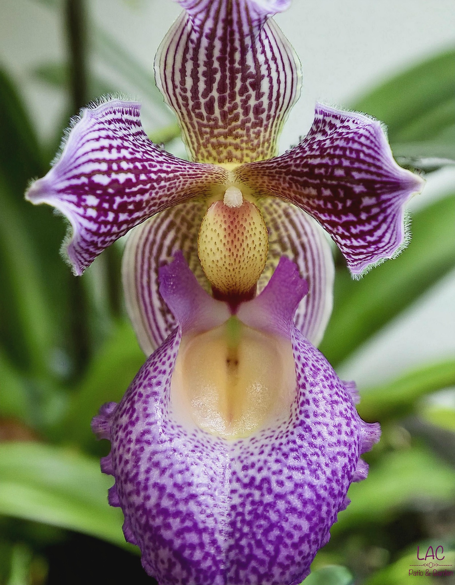 💜 Zygonisia Murasaki Komachi – The Purple Whisper of Elegance