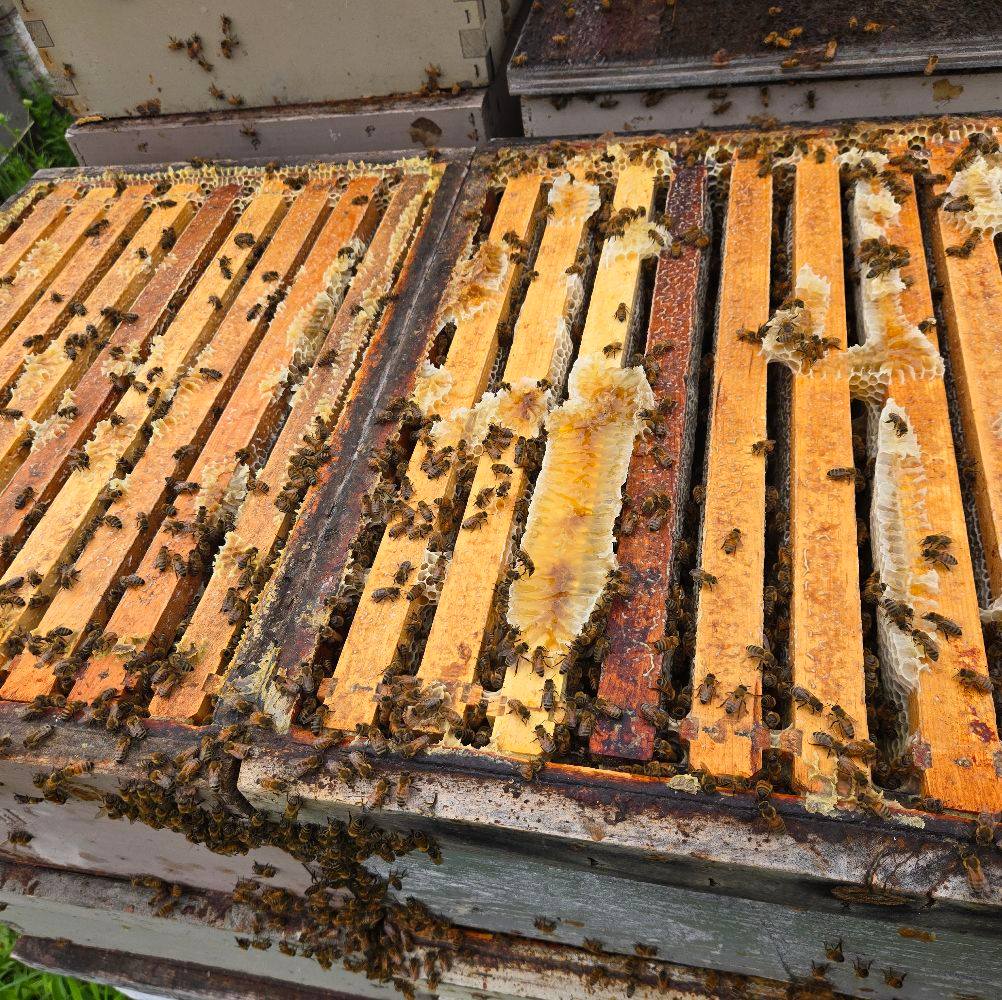 Grafting honey bee larvae into cell cups. The first step in raising ...