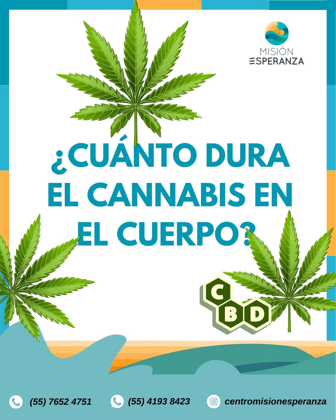 cuanto tiempo tarda el vape en salir del cuerpo Cuánto dura cannabis el cuerpo? 🌿⏳ El que el cannabis (marihuana) permanece en el depende consumo y del metabolismo de cada persona: 🔹 Sangre: Hasta 7 días Best Vape Pod System Sandy (Strawberry Watermelon) Flavors::Mango Icy