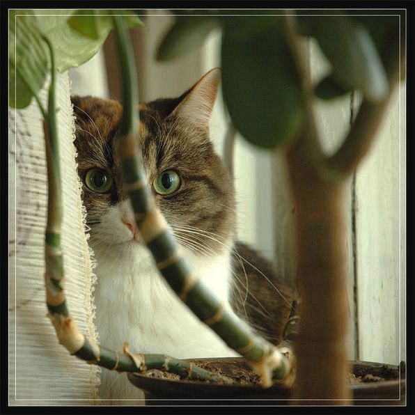 Privilege Cat