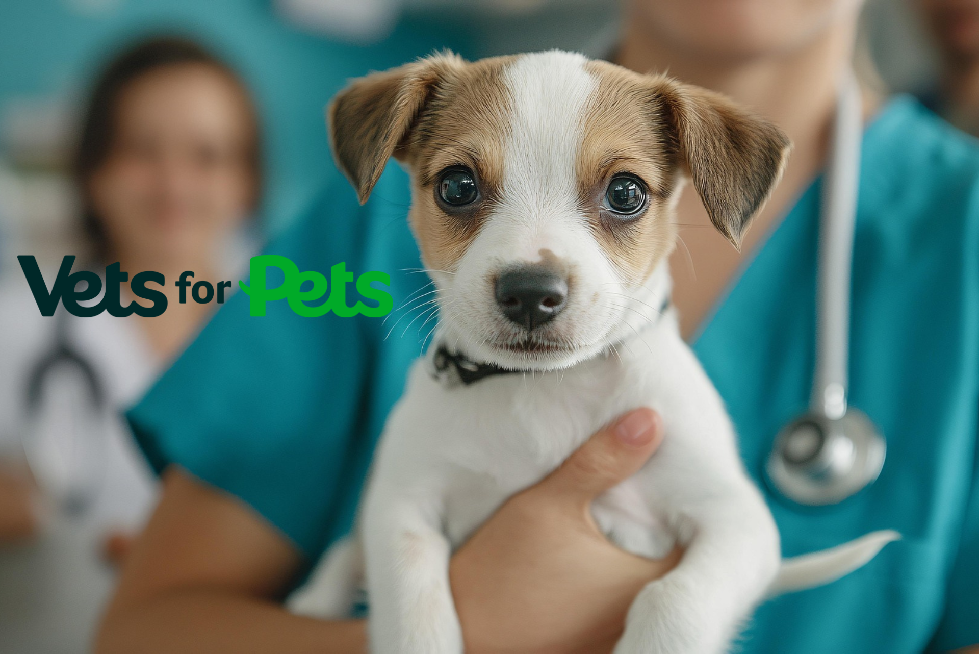 Vets for Pets Kingswood | Bristol