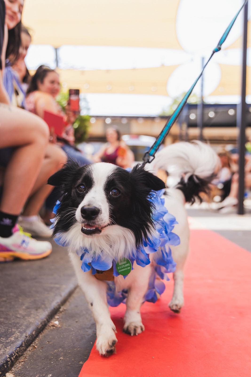 Alive - 📣 Calling all dogs, cats and creatures 📣 Submissions are ...