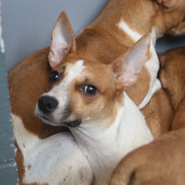 San - 🚨🆘 MAE 🆔 #A813440 🆘🚨 💔 CHIHUAHUA MIX NEEDS A HERO