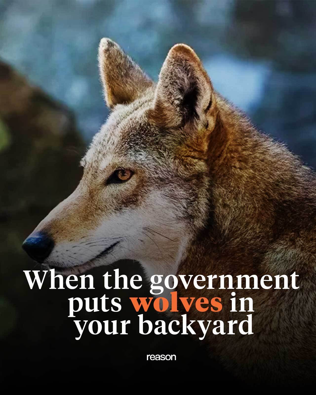 Reason - Endangered red wolves became a symbol of federal overreach—and ...