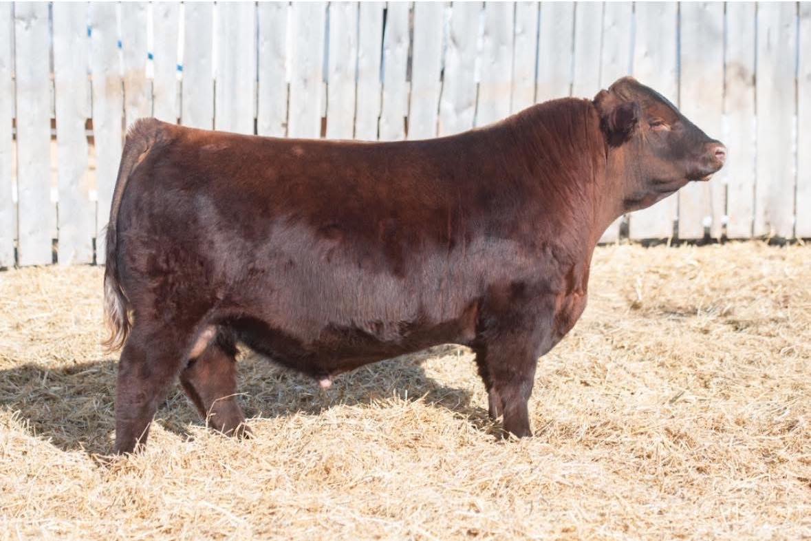 Reverse - Congratulations to PIRO Red Angus and Pieschel Farms on their ...