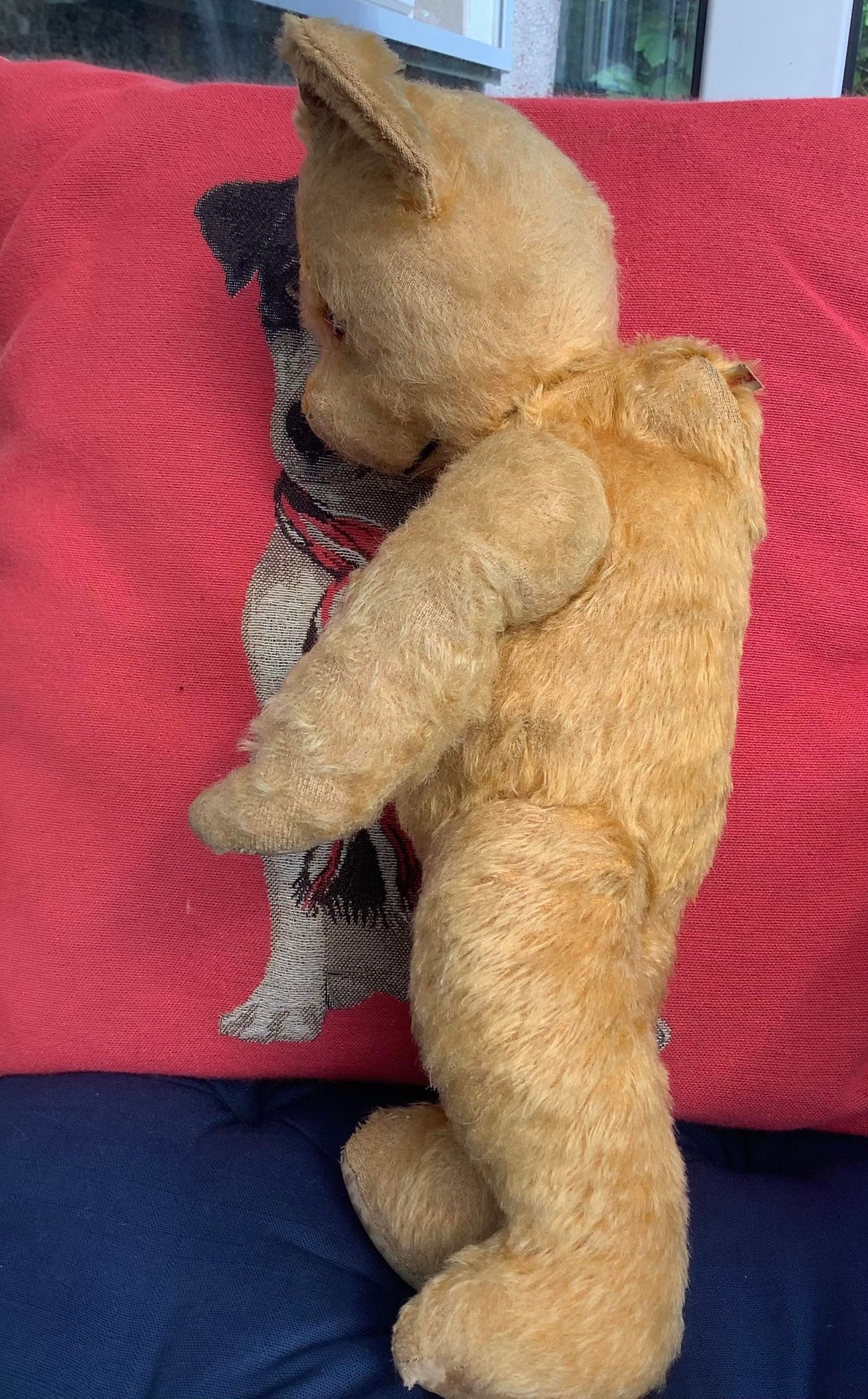 Restored 1950s English pedigree bear Henry