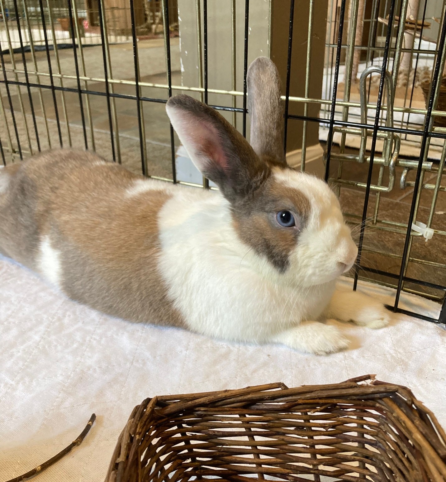 Ohio House Rabbit Rescue | Worthington OH