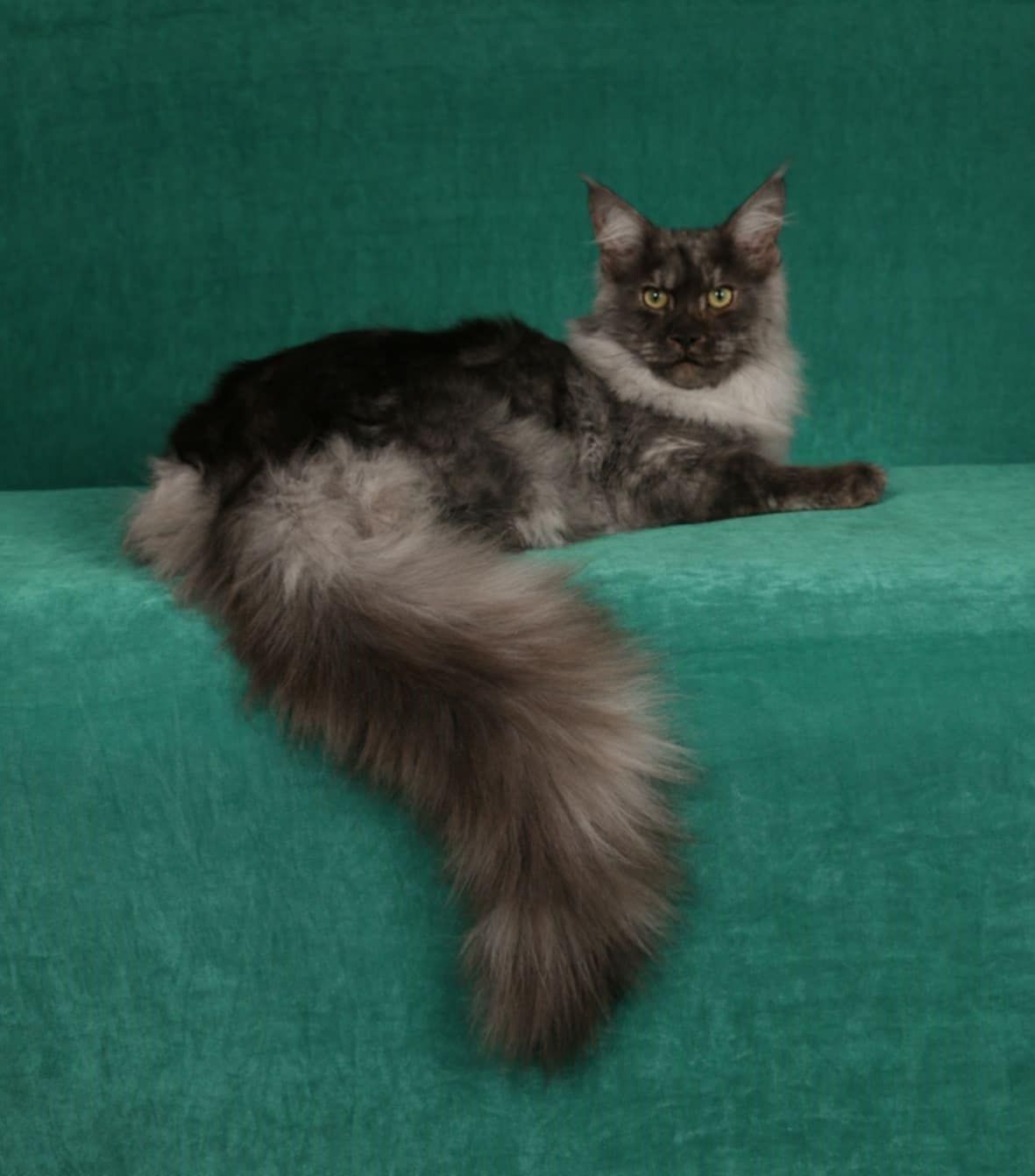 Meyer - There is a new STUD in town! Meet Ryder! He is owned by our ...