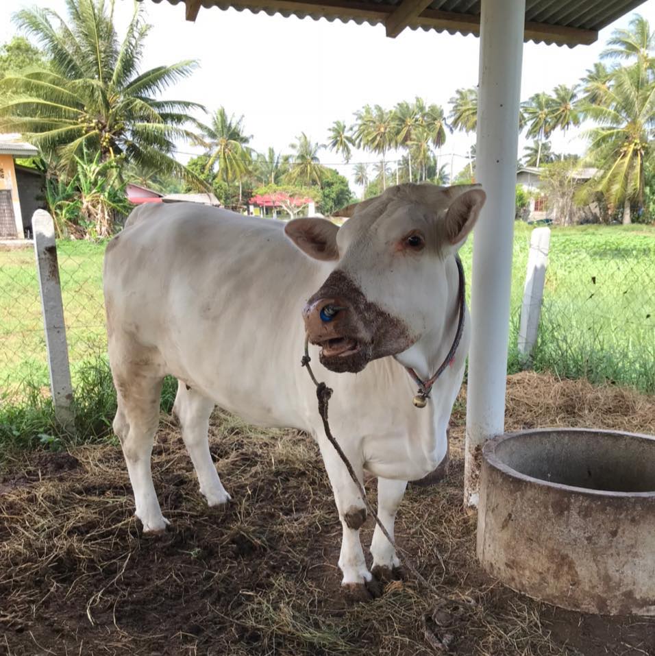 Anak2 Dan Ibu2 Anak Tino Vs Penternak Lembu Kelantan