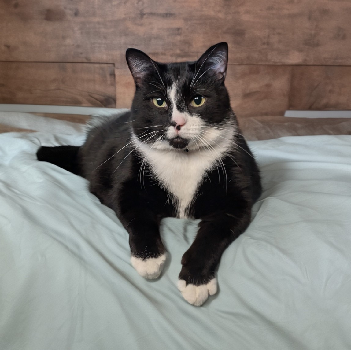 Spooky The Cat - We are half way through the spooky... | Facebook