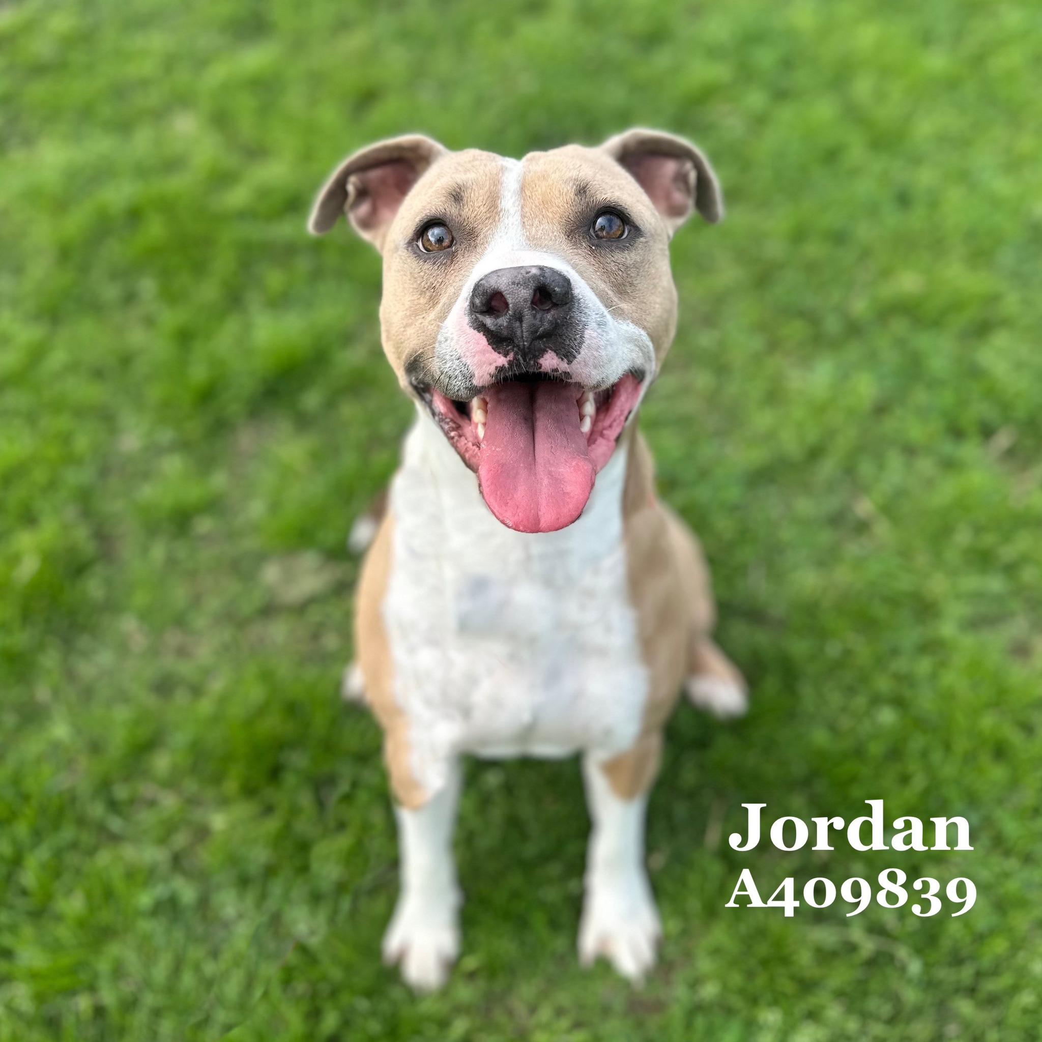 ADOPTED 7/26/25 Emmanuel, ID: A404635 Location: GREEN 3A Neutered
