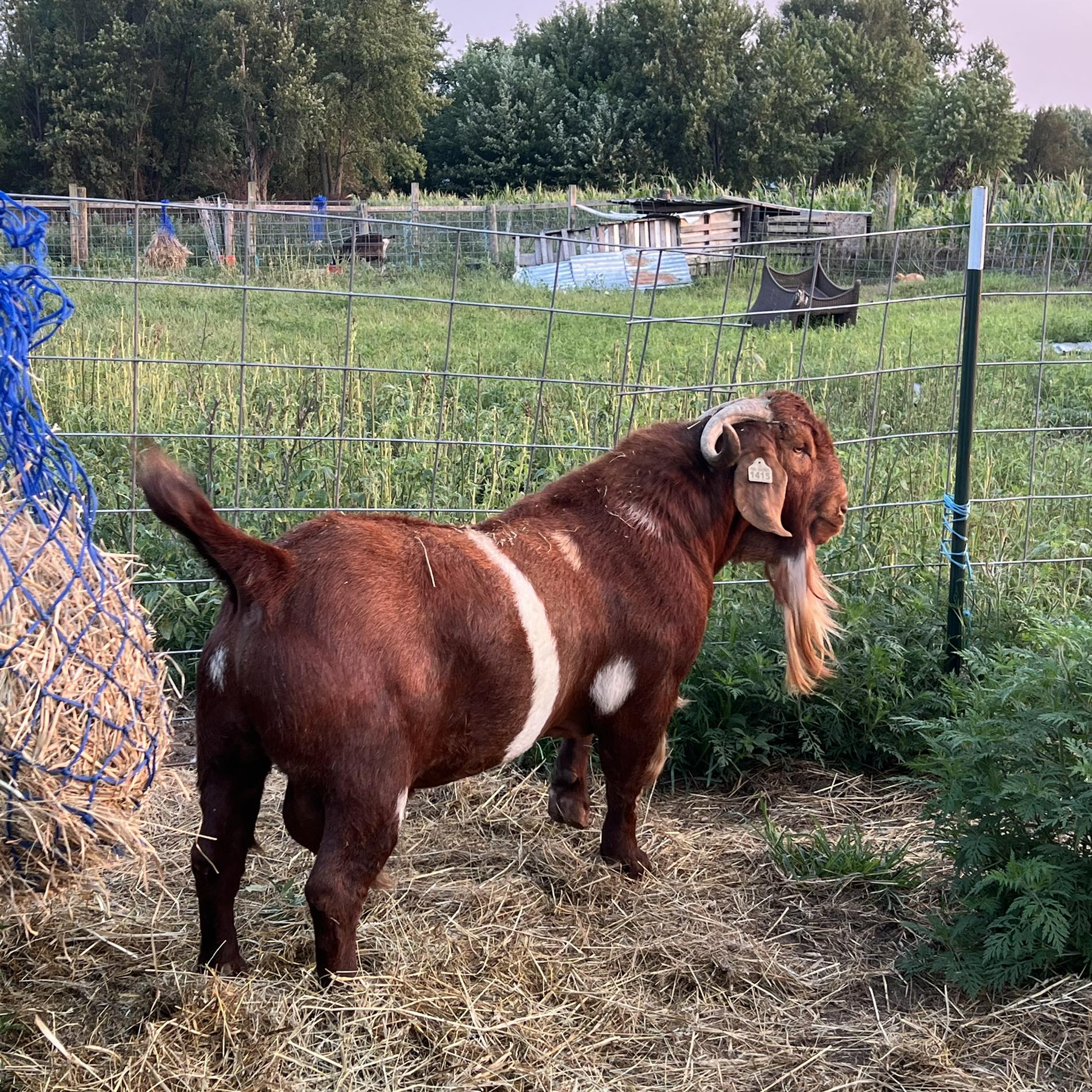 Breaker has been on our farm for quite a while and given us a bunch of ...