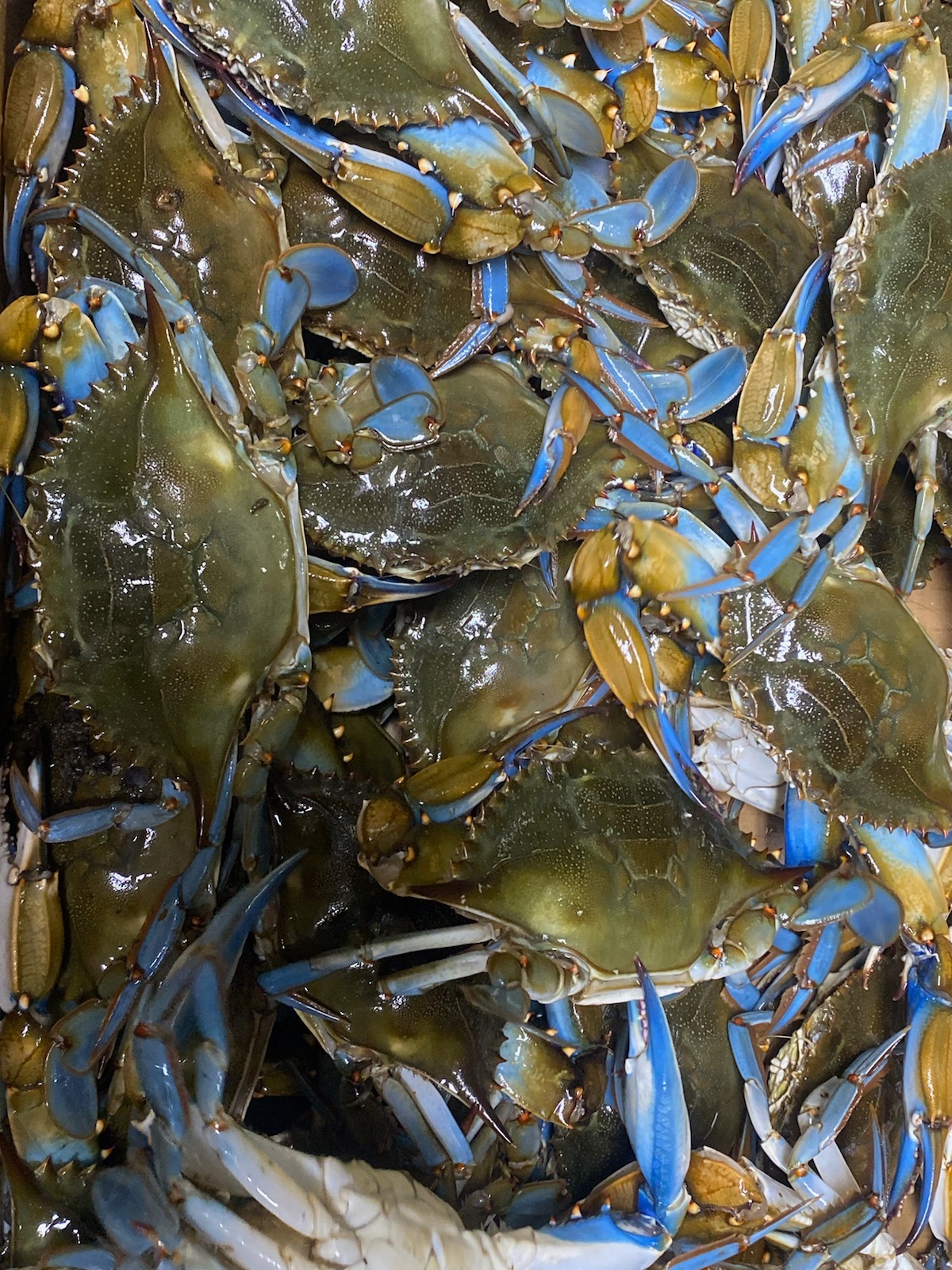 Crabs Are Here.... All You Can... - Maryland Blue Crab House