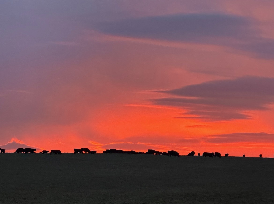 Wilmoth Ranch | Mount Vernon MO