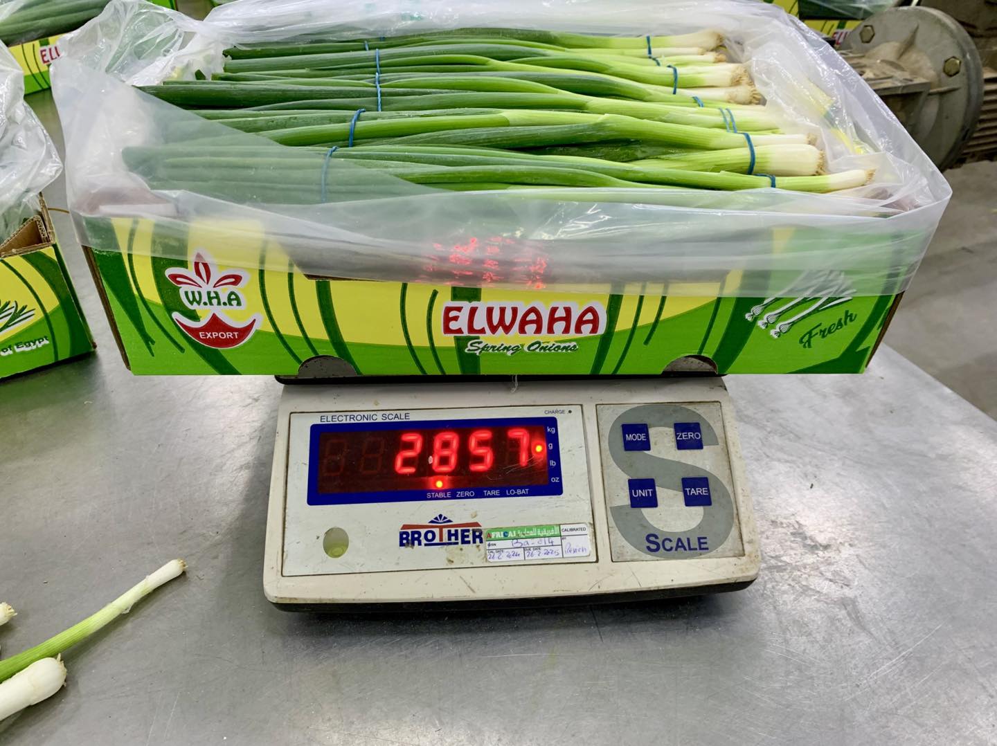 El Waha Export | Giza