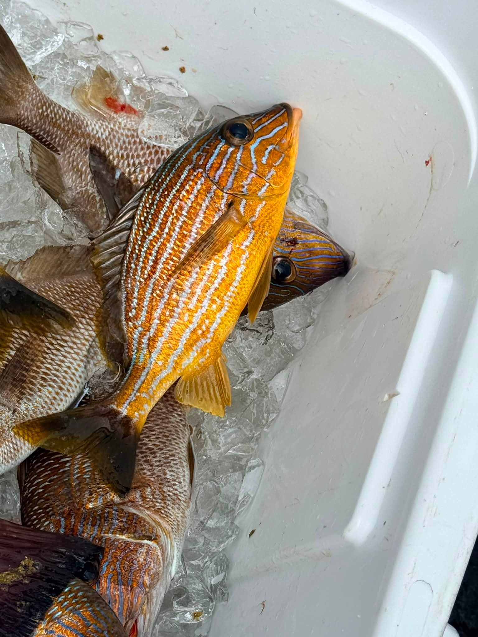 120cm large fishing organizer tackle bag THKFISH Storage Box for Sale Rod/Reel Combo Color:Flesh salt spray Shimano CVL301 Corvalus Reel