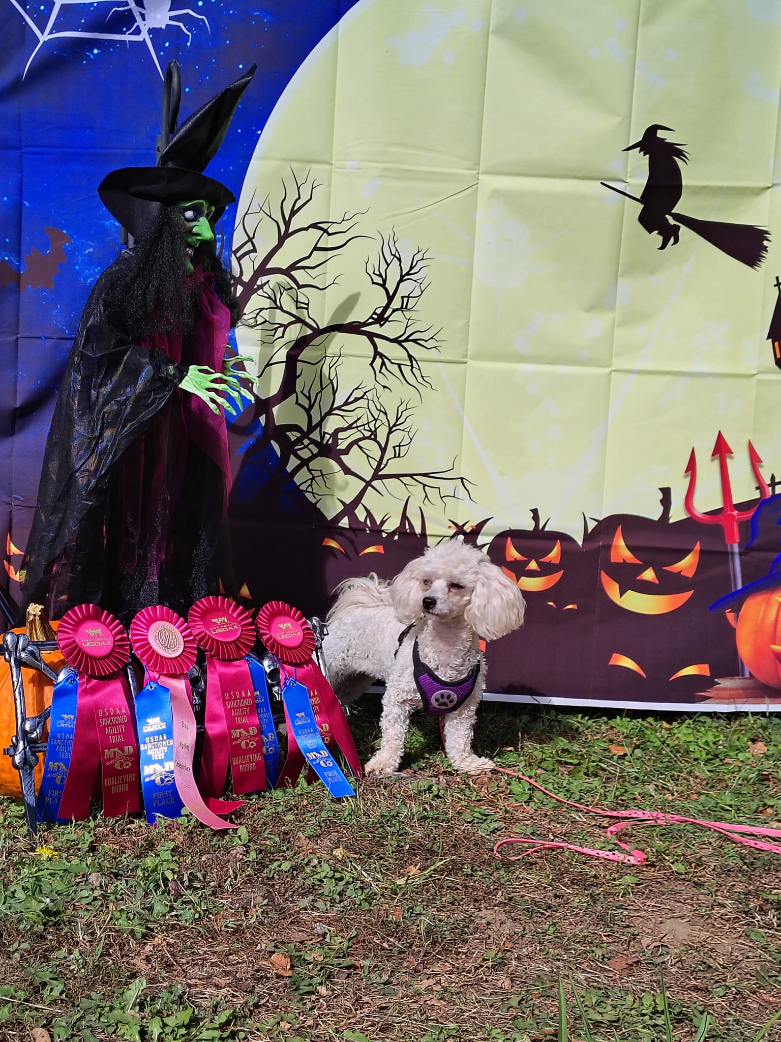 RUFF Agility | Palmyra VA