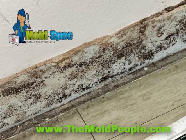 Mold-Spec - Did you know that MOLD could be hiding behind the ...