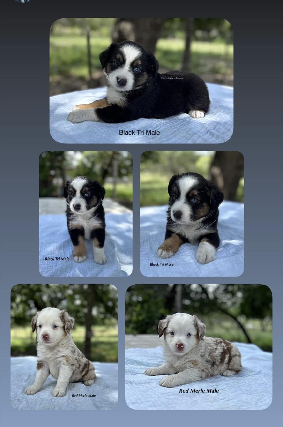 Oak Ridge Mini & Toy Aussies