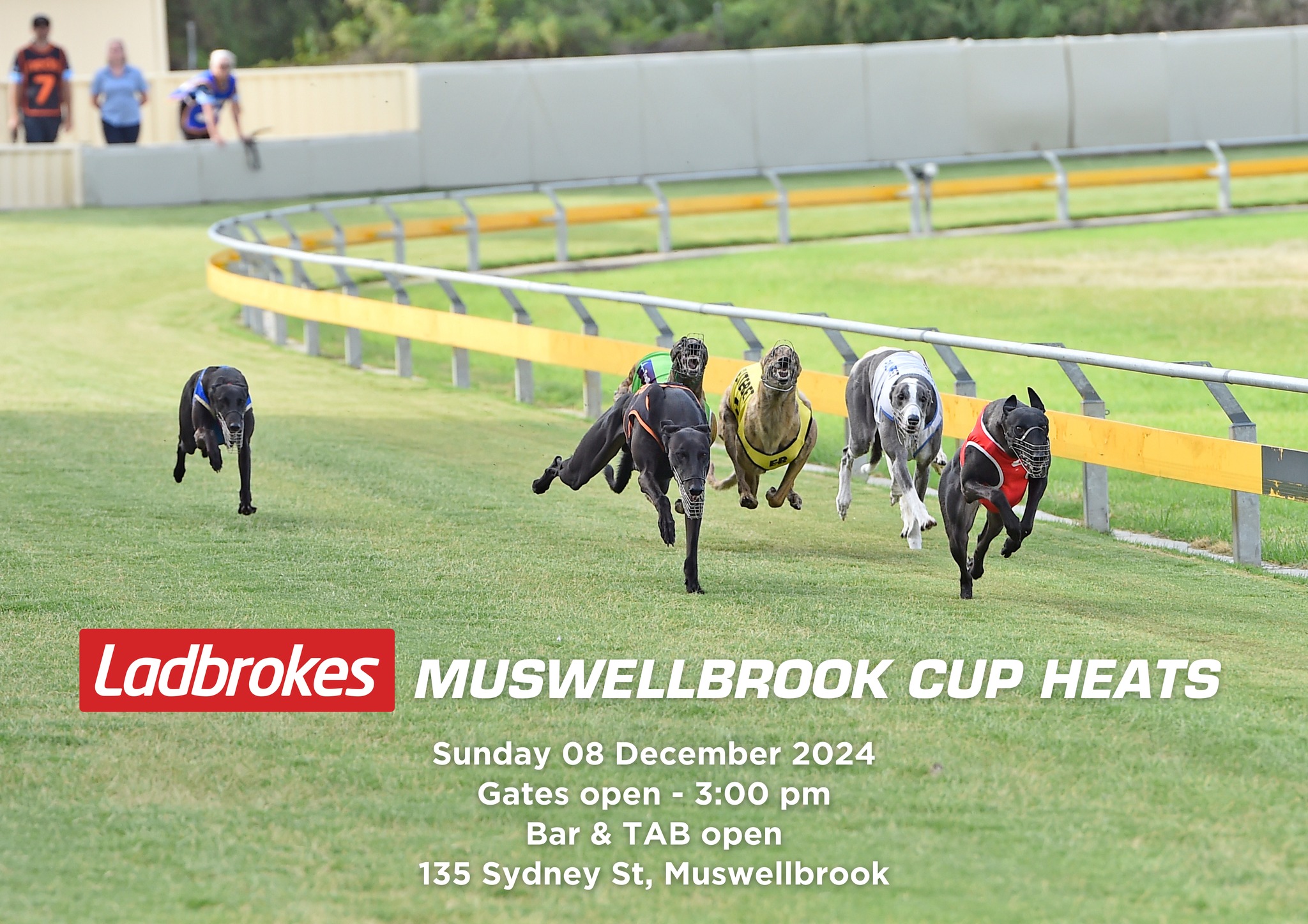 Muswellbrook Greyhounds | Muswellbrook NSW