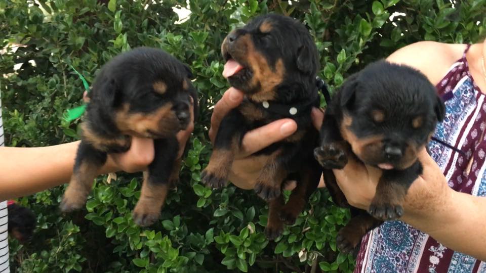 Rottweiler Stud Service
