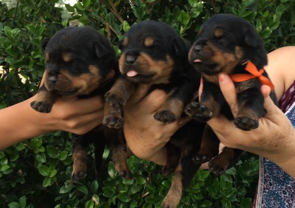 Rottweiler Stud Service