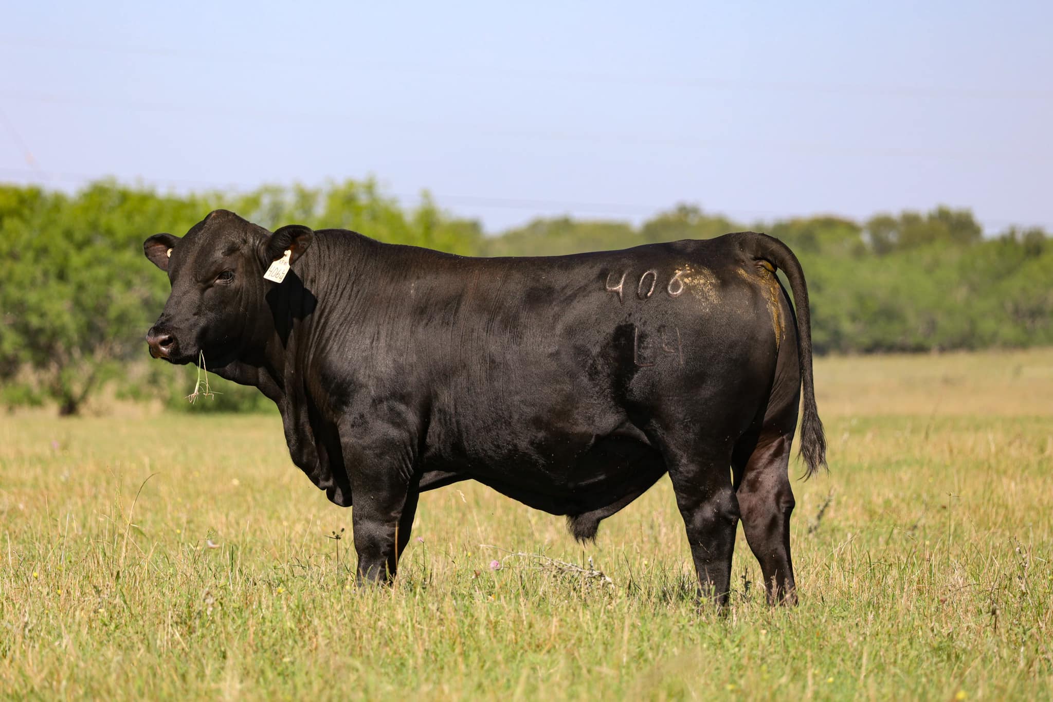 Tuna Rosa Ranch | Gonzales TX